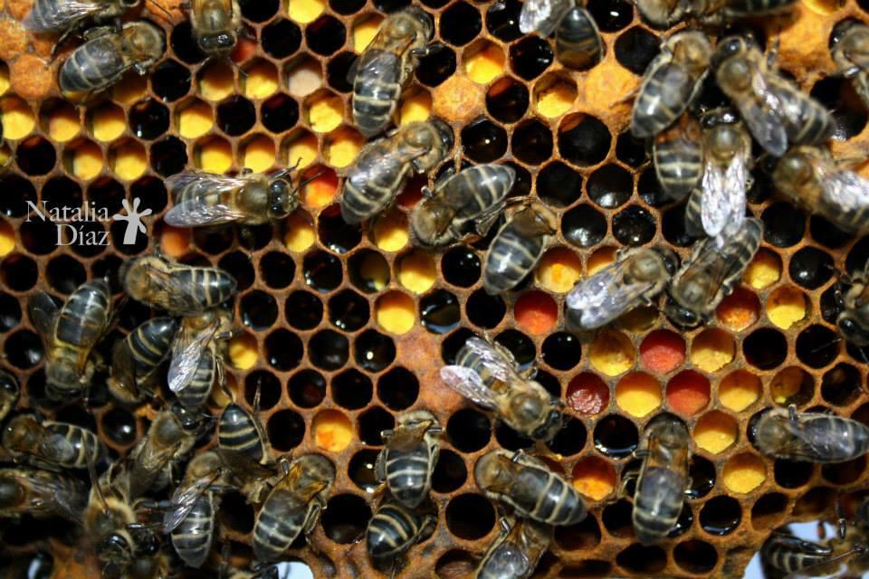 Colmena de abejas con panales de cera
