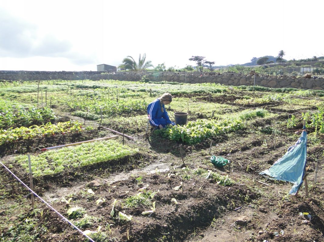 Mujer agricultora en el campo