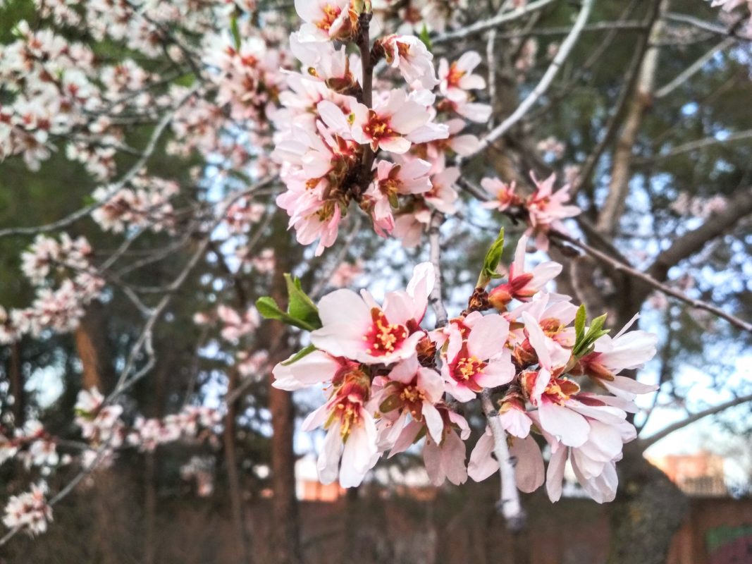 Primavera, almendro en floración