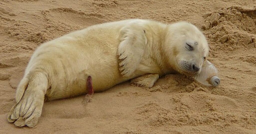 Mentiras del reciclaje, duerme un animal sobre botella de plástico