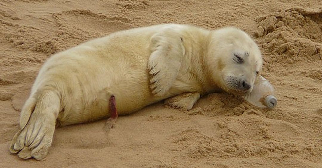 Mentiras del reciclaje, duerme un animal sobre botella de plástico
