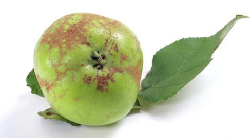 Fruta poco apetecible a los ojos