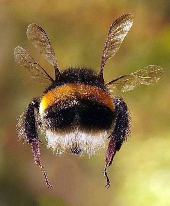 FOTO AMPLIADA DE UNA ABEJA