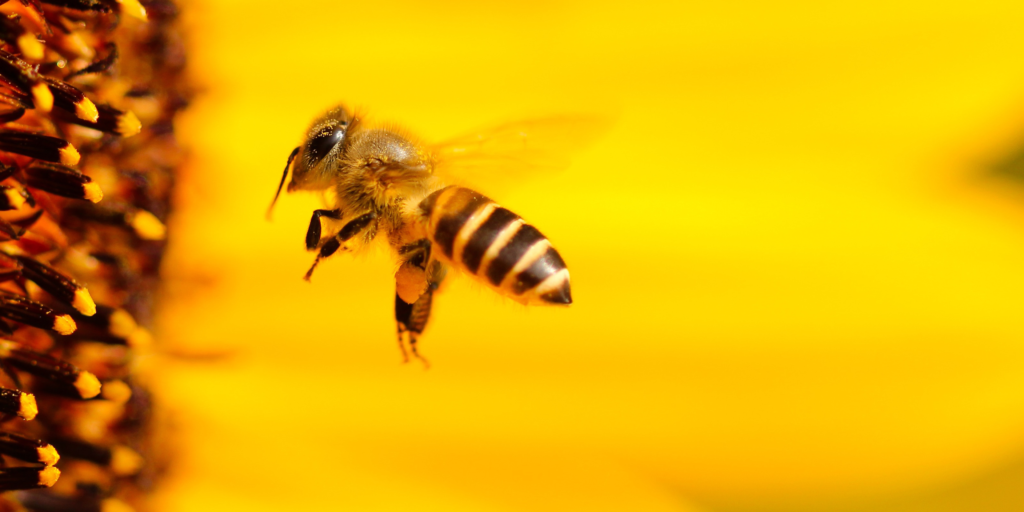 dia de las abejas
