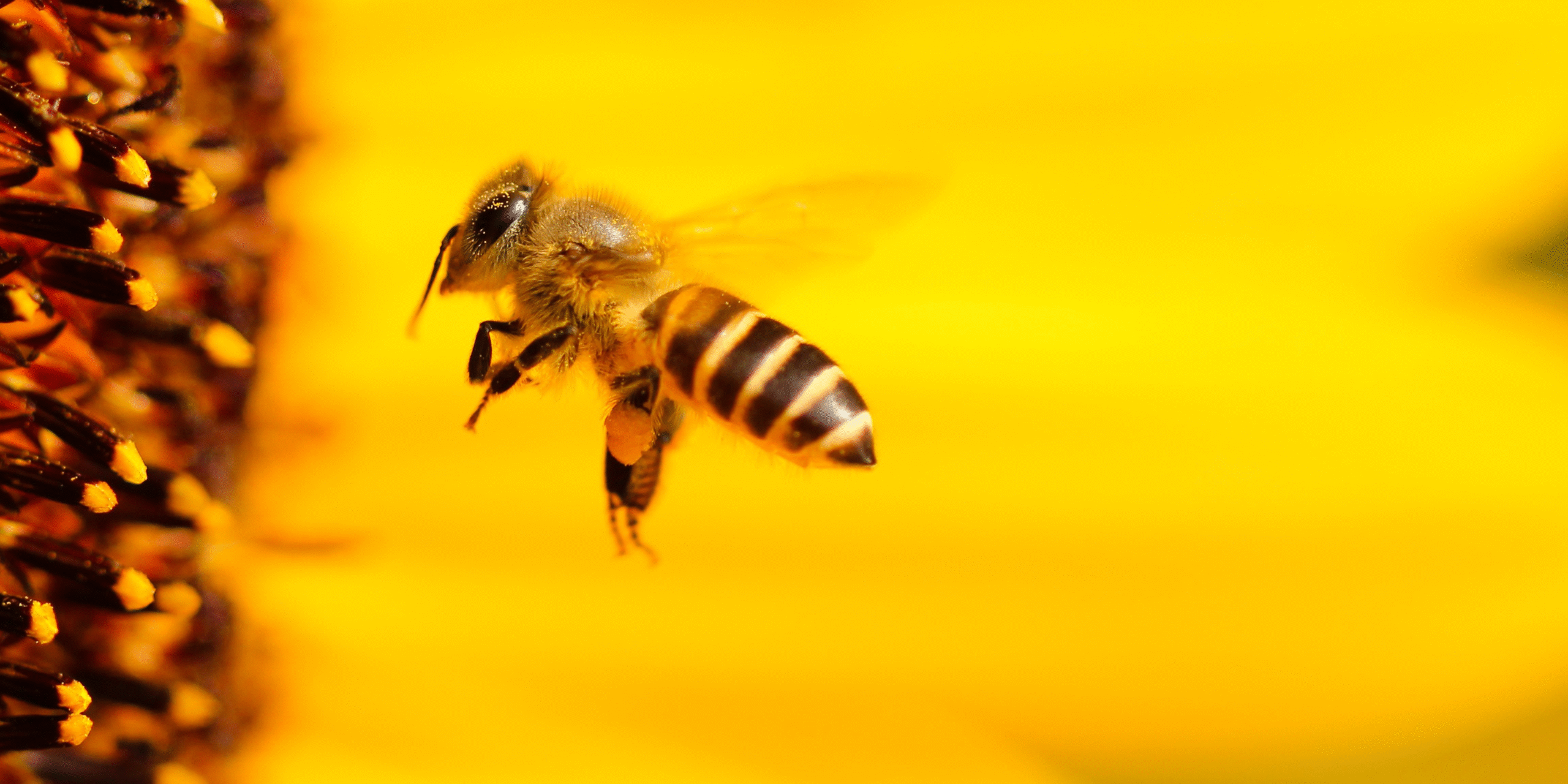 dia de las abejas