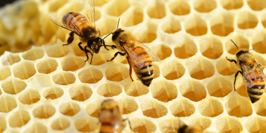 apicultura ecológica